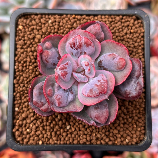 Echeveria 'Hearts Delight' 2" Succulent Plant