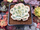Echeveria 'Compton Carousel' 2" Succulent Plant