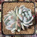 Echeveria 'Elegans Potosina' 2"-3" Powdery Succulent Plant