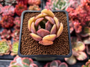 Echeveria 'Green Puff' 2" New Hybrid Succulent Plant