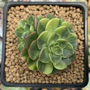 Echeveria 'Viva Chile' Variegated 2" Succulent Plant