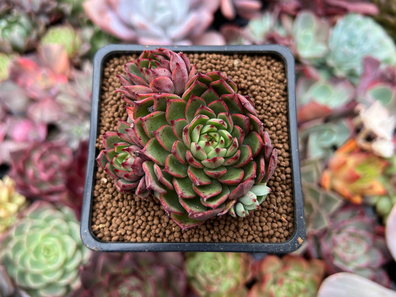 Echeveria Agavoides 'Red Bow' 2" Cluster Succulent Plant