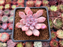 Echeveria 'Devolution' 1"-2" New Hybrid Succulent Plant