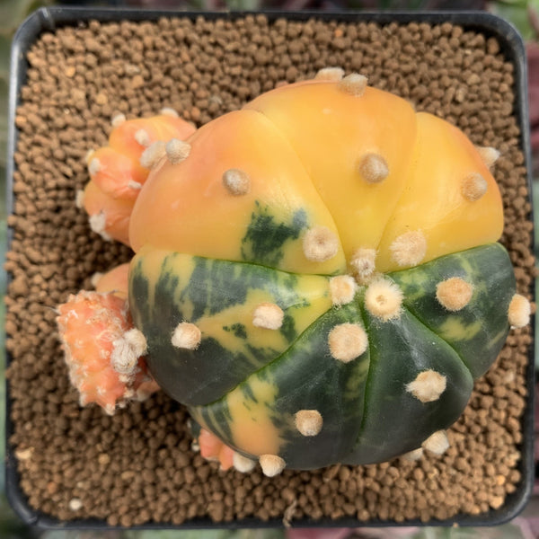 Astrophytum Asterias Variegated 3” Plant *NO ROOTS*