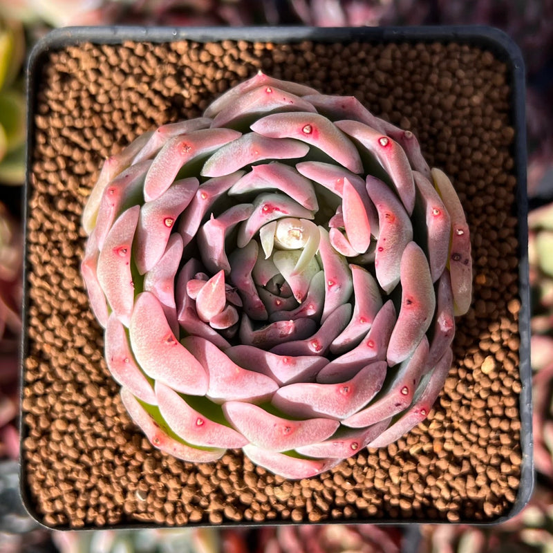pink moon succulent Echeveria 'Pinkmoon Shower' 2"-3" Succulent Plant