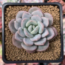 Echeveria 'Ice Cream' 3" Succulent Plant