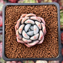 Echeveria 'Monroe Queen' 1" Succulent Plant