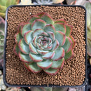 Echeveria 'Pink Crystal' 2"-3" Succulent Plant