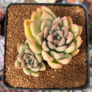 Echeveria 'Arje' 2" Cluster Succulent Plant