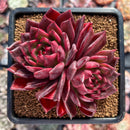 Echeveria Agavoides 'Raison' 3" Cluster Succulent Plant
