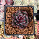 Echeveria 'Chocolate Grace' 1" New Hybrid Succulent Plant