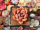 Echeveria Agavoides 'Black Tetra' 3" Succulent Plant