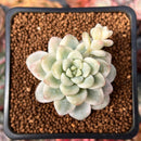 Sedum 'Clavatum' Variegated 2" Succulent Plant