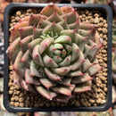 Echeveria Agavoides 'Silver Star' x 'Ebony' 2"-3" Succulent Plant