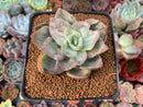 Graptopetalum 'Bainesii' Variegated 2"-3" *Unique Variegtion* Succulent Plant