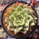 Echeveria Agavoides 'Latale' 4" Succulent Plant