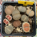Collection of Lithops 2" (x10 Lithops)