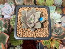 Echeveria 'Summer' 1" New Hybrid Succulent Plant