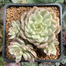 Echeveria 'Margaret' Variegated 3" Cluster Succulent Plant