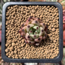 Echeveria Agavoides 'Black Cat' 1" Succulent Plant