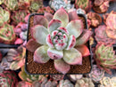 Echeveria 'Black Sabbath' 3” Succulent Plant