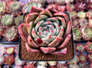 Echeveria 'Orange Chamapaign' 3" Succulent Plant