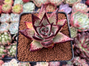 Echeveria Agavoides 'Maria' 2" Succulent Plant