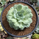 Echeveria 'Hearts Choice' 3-4" Succulent Plant