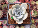 Echeveria 'Tiramisu' 1" Powdery Succulent Plant