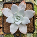 Echeveria 'White Lotus' 3" Powdery Succulent Plant
