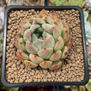 Echeveria Agavoides 'Piano' 2" Succulent Plant
