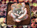 Echeveria 'Cream Tea' 2"-3" Succulent Plant