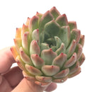 Echeveria 'Cortes' 3" Rare Succulent Plant
