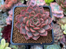 Echeveria 'Deneve' 2" Succulent Plant
