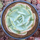Echeveria 'Peach Girl' 4" Succulent Plant