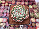 Echeveria 'Flora' 3" Succulent Plant