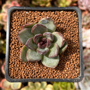 Echeveria 'Black Bear' 1" Succulent Plant