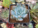 Echeveria 'Trumso' 1"-2" Powdery Succulent Plant