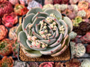 Echeveria 'Teirosa' 3"-4" Succulent Plant