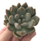 Echeveria 'Zenith' 3" Succulent Plant