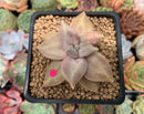 Echeveria 'Xichuensis' 2" Succulent Plant