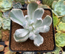 Echeveria 'Berkeley Light' Variegated 3" Succulent Plant