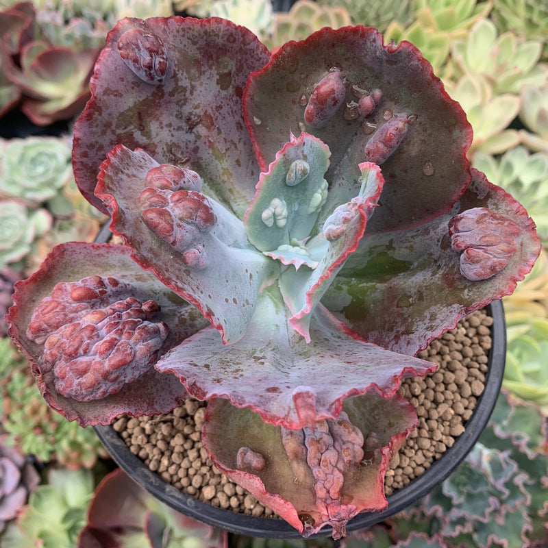 Echeveria 'Etna' 5