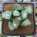 Haworthia Maughanii 'Seolkyu' 2" Large Specimen Succulent Plant