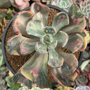 Echeveria 'Beyonce' Variegated 3"-4" Succulent Plant