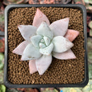 Echeveria 'Mexican Giant' 1" Succulent Plant