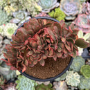 Echeveria 'Gandallis' Crested 3" Succulent Plant