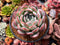 Echeveria 'Milk Rose' 4" Powdery Succulent Plant