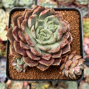 Echeveria 'Kingdom Plum' 3" Succulent Plant