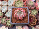 Echeveria 'Piano' 1" Succulent Plant